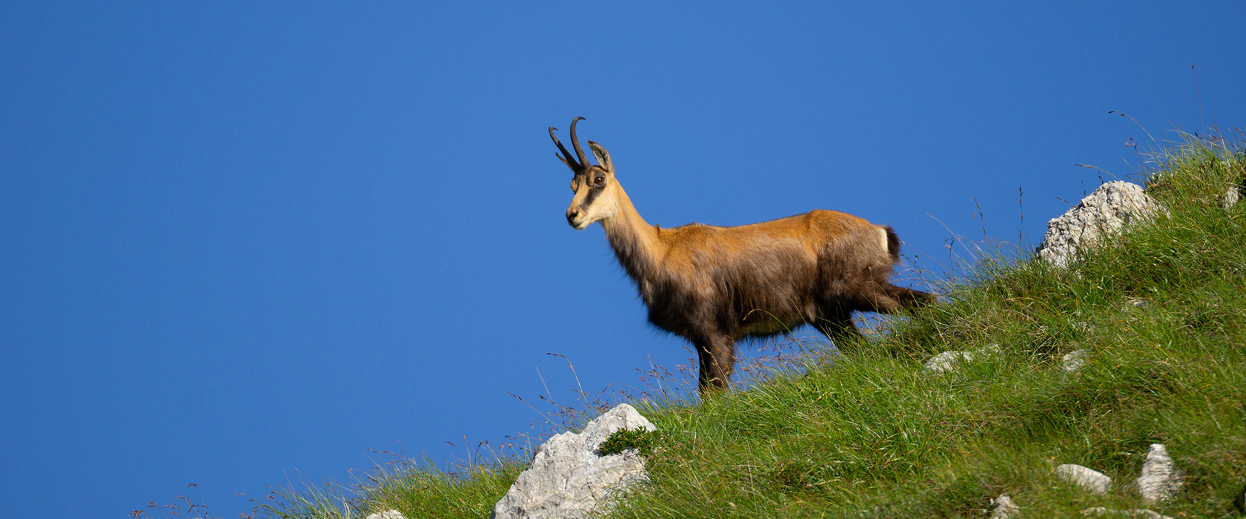 Capră neagră în Piatra Craiului
